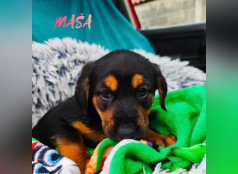 Welpe Maša sucht ihre Familie ❤️