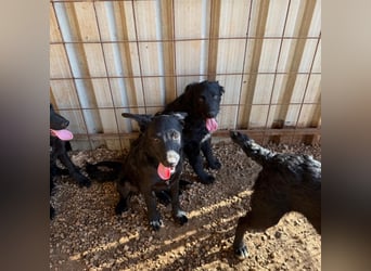 Welpenalarm! Kleine Schätze suchen große Herzen! ❤️