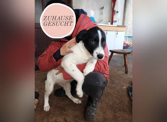 Welpe KUMIN sucht Für-Immer-Körbchen ❤️