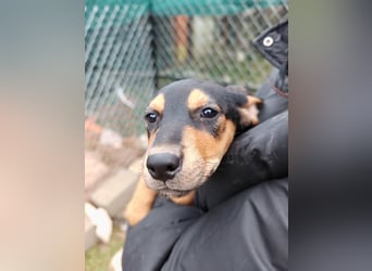 Welpi MOLLI sucht ihre Familie ❤️