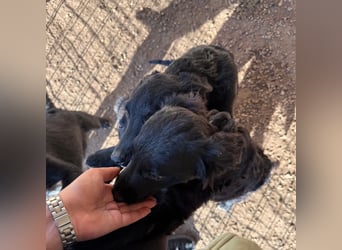 Welpenalarm! Kleine Schätze suchen große Herzen! ❤️