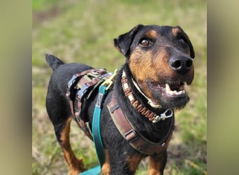 Terrier-Mix Vasko sucht Zuhause❤️