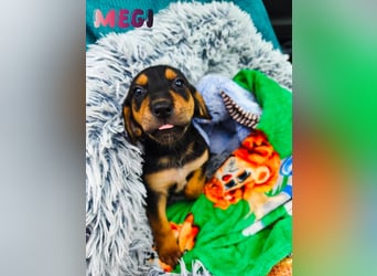 Welpe Megi sucht Familie ❤️