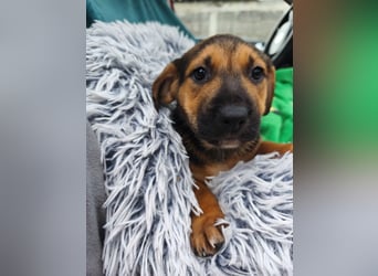 Welpe Marla suche ihre Familie❤️