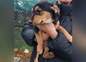 Welpenmädchen MIA sucht ihre Familie ❤️