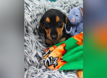 Welpe Megi sucht Familie ❤️