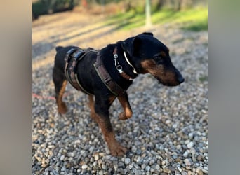 Terrier-Mix Vasko sucht Zuhause❤️