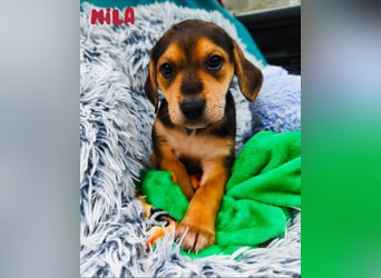 Welpe Mila sucht ihr Zuhause ❤️