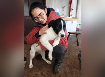 Welpe KUMIN sucht Für-Immer-Körbchen ❤️