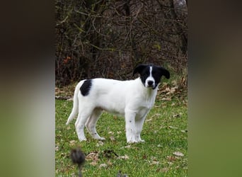 Welpe KUMIN sucht Für-Immer-Körbchen ❤️