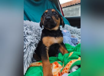 Welpe Maša sucht ihre Familie ❤️