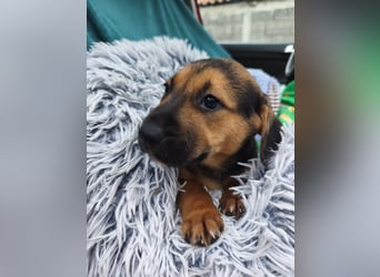 Welpe Marla suche ihre Familie❤️