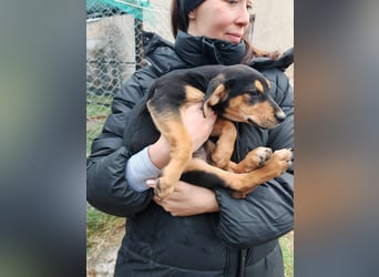 Welpi MOLLI sucht ihre Familie ❤️