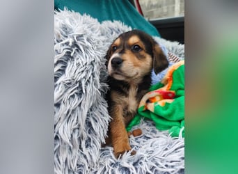 Welpe Mrga sucht perfect match ❤️