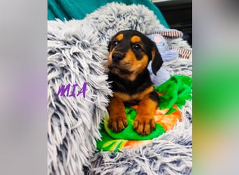 Welpenmädchen Mia sucht ihr happy end ❤️