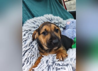 Welpe Marla suche ihre Familie❤️