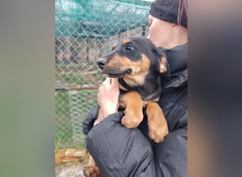 Süßmaus MAGGY sucht ihr forever Home❤️