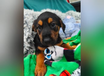 Welpe Maša sucht ihre Familie ❤️