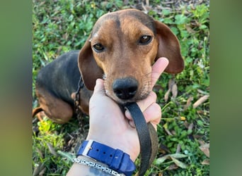 Welpenjunge Moli sucht sein forever Home ❤️