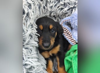 Welpenjunge Moli sucht sein forever Home ❤️