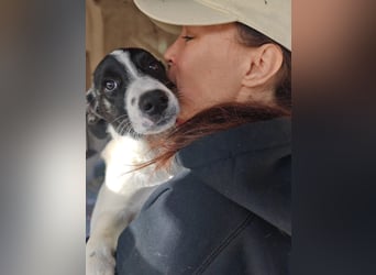 Welpe KUMIN sucht Für-Immer-Körbchen ❤️