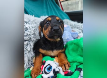 Welpe Maša sucht ihre Familie ❤️