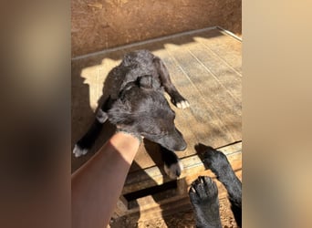 Welpenalarm! Kleine Schätze suchen große Herzen! ❤️