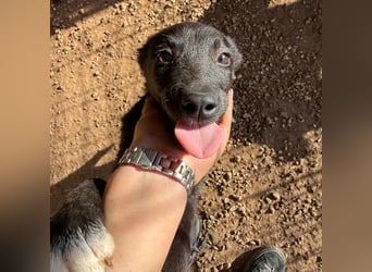 Welpenalarm! Kleine Schätze suchen große Herzen! ❤️