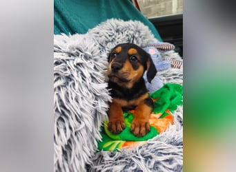 Welpenmädchen Mia sucht ihr happy end ❤️