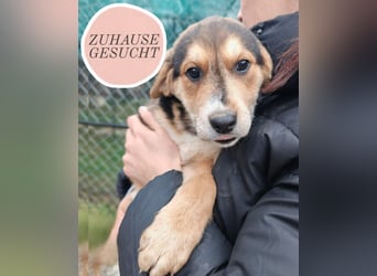 Welpe MRGA sucht sein Glück ❤️