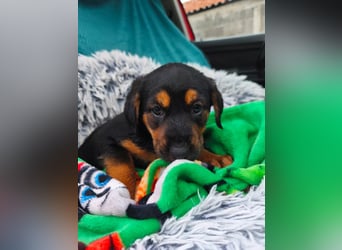 Welpe Maša sucht ihre Familie ❤️