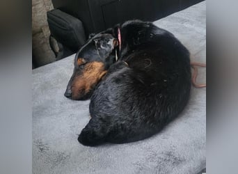 Terrier-Mix Vasko sucht Zuhause❤️