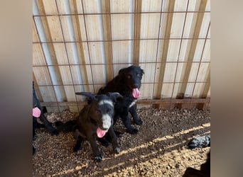 Welpenalarm! Kleine Schätze suchen große Herzen! ❤️