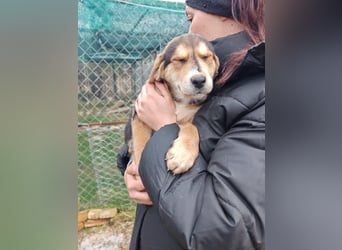 Welpe MRGA sucht sein Glück ❤️