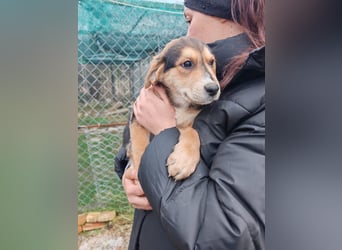 Welpe MRGA sucht sein Glück ❤️