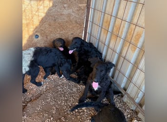 Welpenalarm! Kleine Schätze suchen große Herzen! ❤️