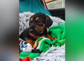 Welpe Maša sucht ihre Familie ❤️