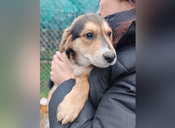 Welpe MRGA sucht sein Glück ❤️