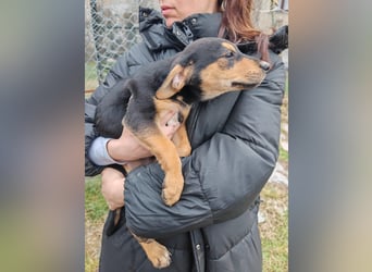 Welpi MOLLI sucht ihre Familie ❤️