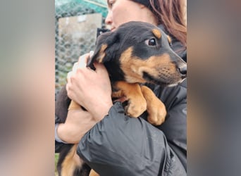 Süßmaus MAGGY sucht ihr forever Home❤️