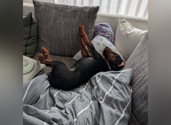 Terrier-Mix Vasko sucht Zuhause❤️