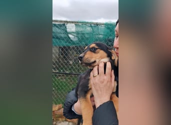 Welpenmädchen MIA sucht ihre Familie ❤️