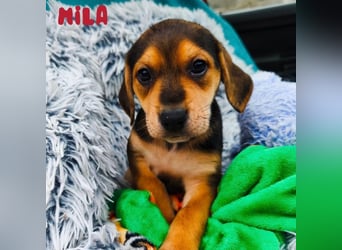 Welpe Mila sucht ihr Zuhause ❤️