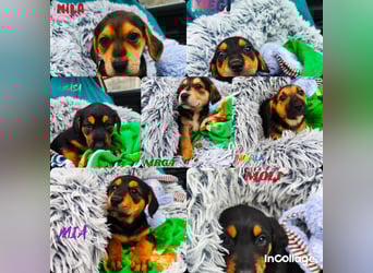 Welpenjunge Moli sucht sein forever Home ❤️