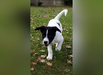 Welpe KUMIN sucht Für-Immer-Körbchen ❤️