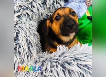 Welpe Marla suche ihre Familie❤️