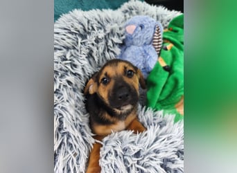 Welpe Marla suche ihre Familie❤️