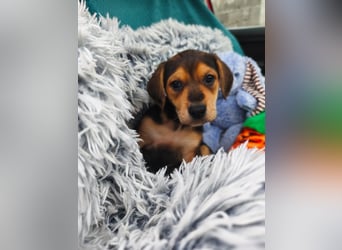 Welpe Mila sucht ihr Zuhause ❤️