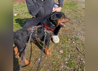Terrier-Mix Vasko sucht Zuhause❤️