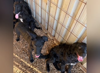 Welpenalarm! Kleine Schätze suchen große Herzen! ❤️